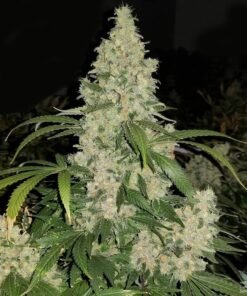Auto flower seeds