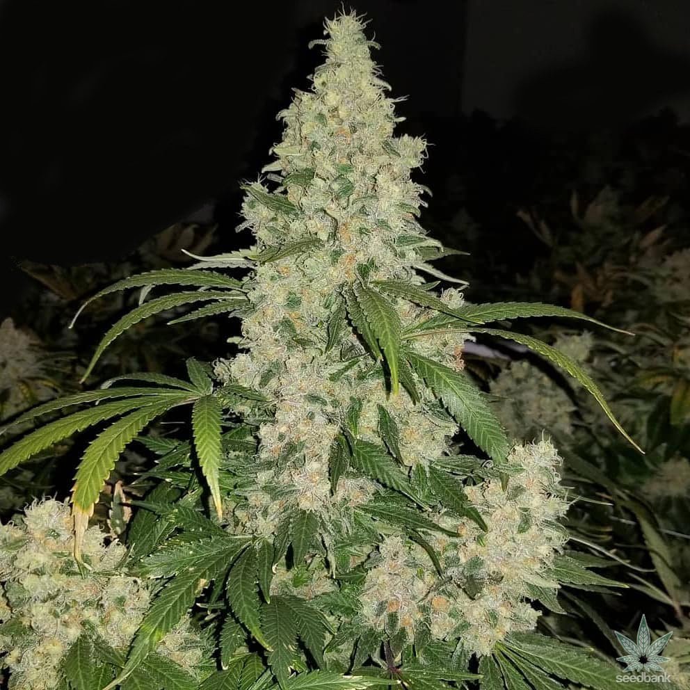 Auto flower seeds