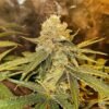 Marijuana seeds for sale