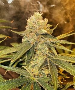 Marijuana seeds for sale