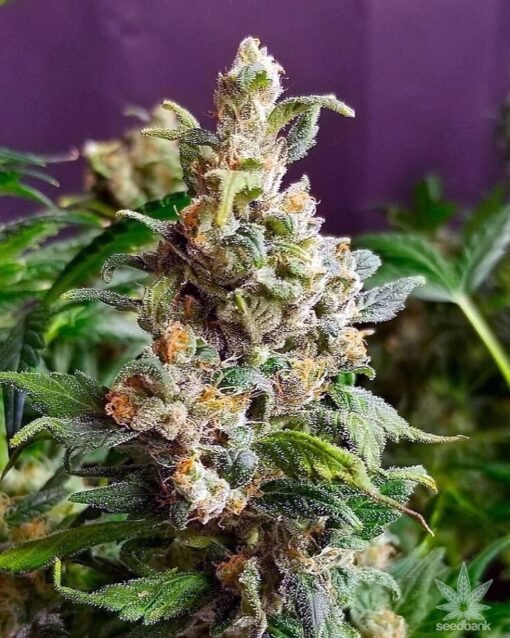 Pot seeds