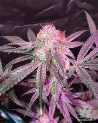 Hindu Kush Seeds