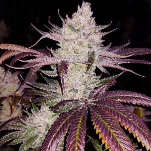 Platinum Cookies Seeds