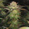 Amnesia Haze Seeds