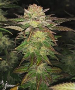 Amnesia Haze Seeds