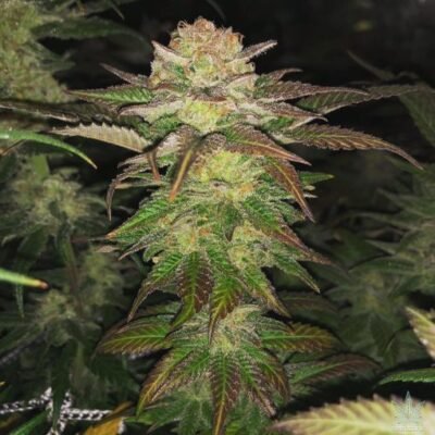 Amnesia Haze Seeds