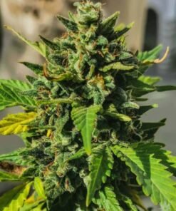 girl scout cookies strain