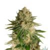 Auto Critical Kush Seeds