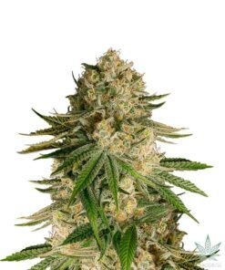 Auto Critical Kush Seeds