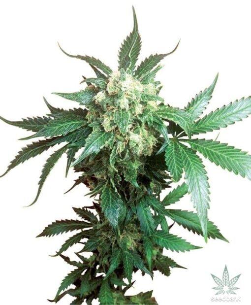 Black Domina Seeds