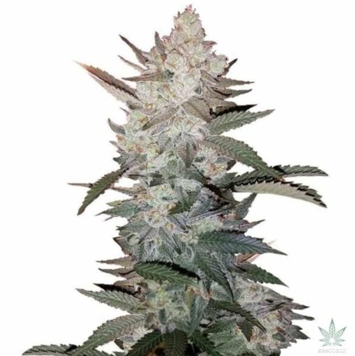 True OG Kush Seeds