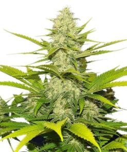 White Widow Seeds