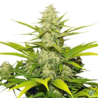 White Widow Seeds