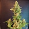 Royal queen seeds usa
