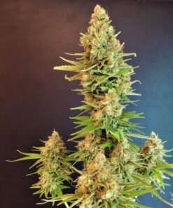 Royal queen seeds usa