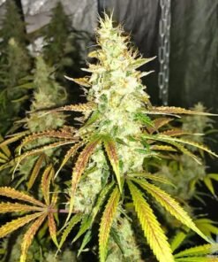 White Widow Autoflower